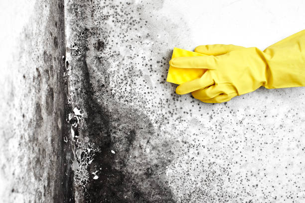 Best Residential Mold Remediation in Burnt Mills, MD