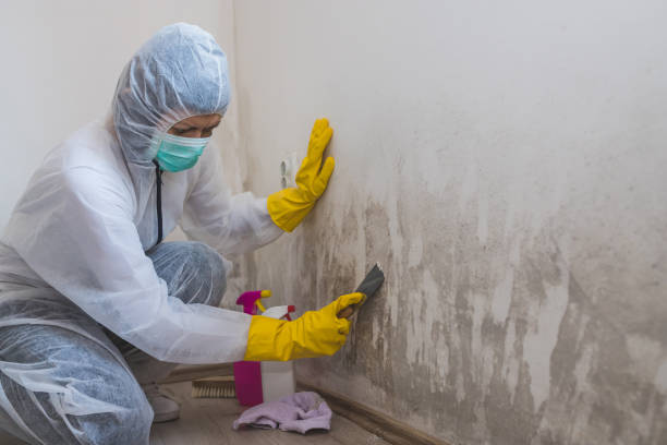 Best Mold Testing and Inspection Services in Burnt Mills, MD