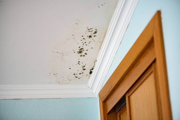 Best Preventive Mold Services in Burnt Mills, MD