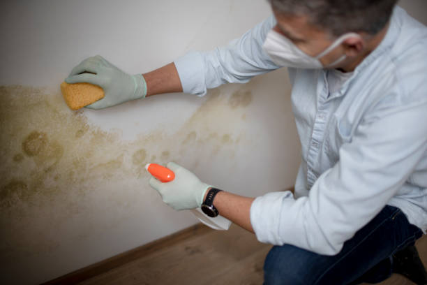 Best HVAC Mold Remediation in Burnt Mills, MD